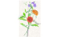 Fine Art Botanical Photography by Lucy Beck Photography