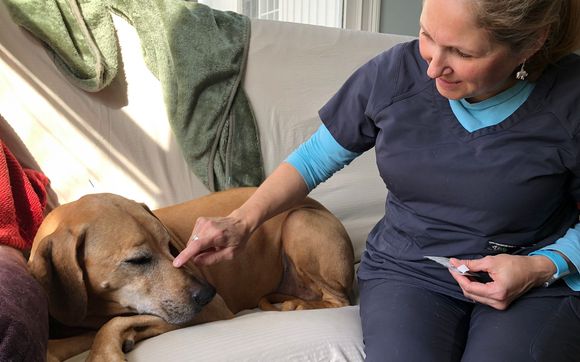 Acupuncture by Comforting Care Veterinary Services