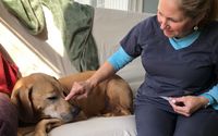 Acupuncture by Comforting Care Veterinary Services