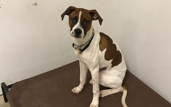 Day Training  by Justice K9 Training LLC 