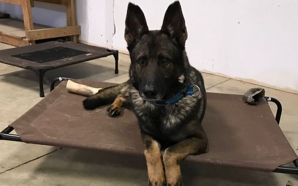 Board & Train by Justice K9 Training LLC 