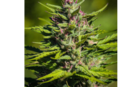 Premium Smokable Hemp Flower by D&D Farms