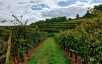 Picnic Grounds by Delfosse Vineyards & Winery