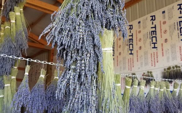 Curbside Pickup by Jeanne Lynn's Lavender