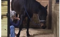 Equine Bodywork by Affordable Equine Bodywork