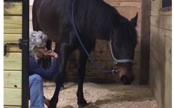 Equine Bodywork by Affordable Equine Bodywork