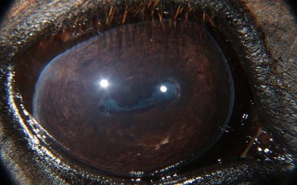 Equine Iridology by IrisSkies Iridology and Astrology