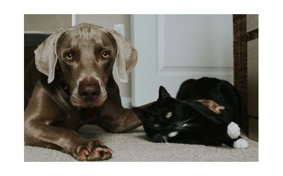 Iris Aanyaysis by IrisSkies Iridology and Astrology