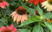 Local Flowers by Historic Longview Farmers Market