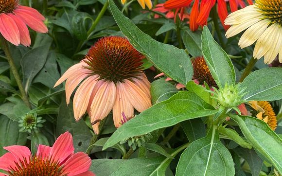Local Flowers by Historic Longview Farmers Market