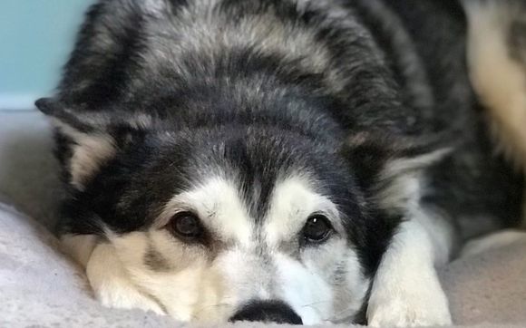 Ultraweave Flooring  by Aquatech Luxury Flooring Inc