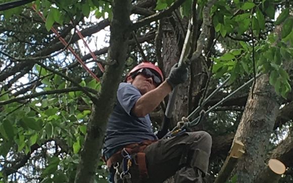 Tree Cutting Service by Hand-Shake Tree Service