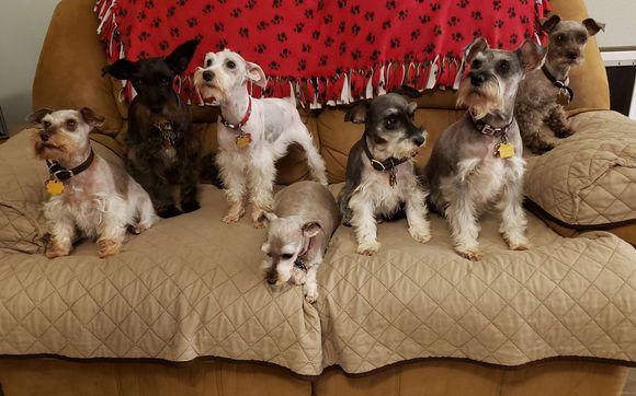 Breeder of schnauzers. by Hobby breeder of schnauzers. in Brandon, FL -  Alignable