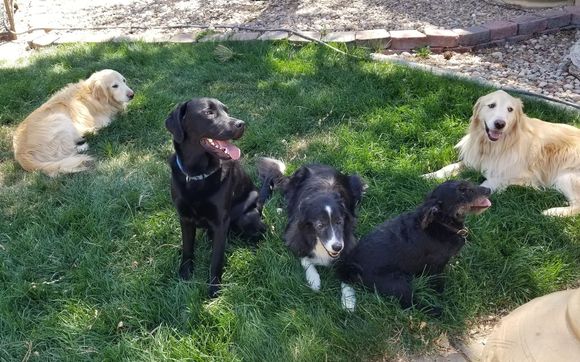  Support for animals and their humans. by 4 The Animal