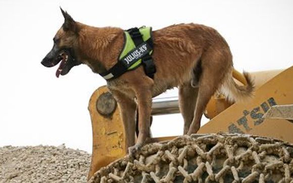Julius K9 IDC Powerharness by CANIS CALLIDUS - Quality Dog Supplies from Europe