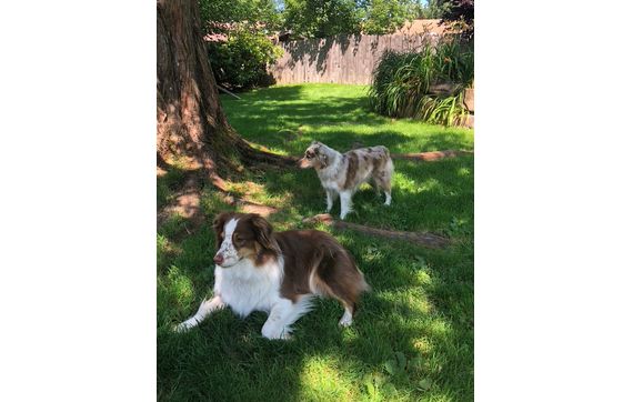 Dog boarding, daycare and walking by WayaWalkers