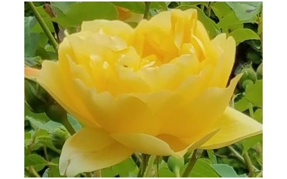 Reiki and ThetaHealing - self care via Virtual Appointments by Your Golden Rose Healing