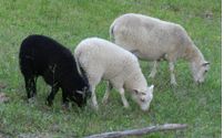 Lambs by Haven Farm