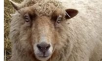 Shetland Sheep by Haven Farm