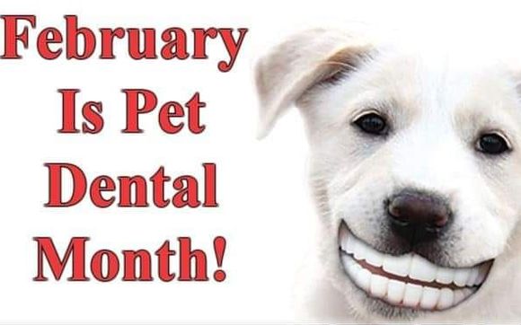 SMILE! It's Pet Dental Month! by Carolina Veterinary Hospital