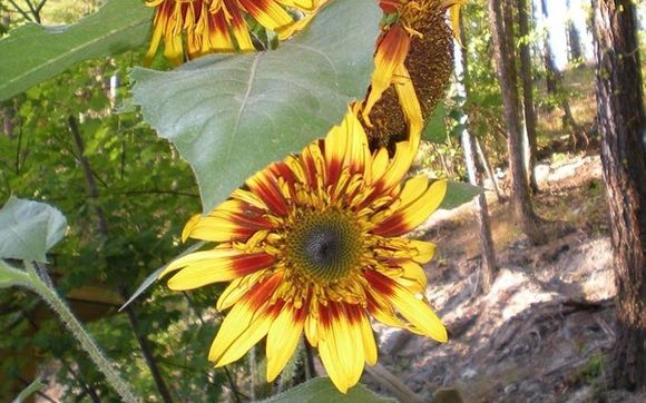 Cannabis Delivery by Good Deeds Organics