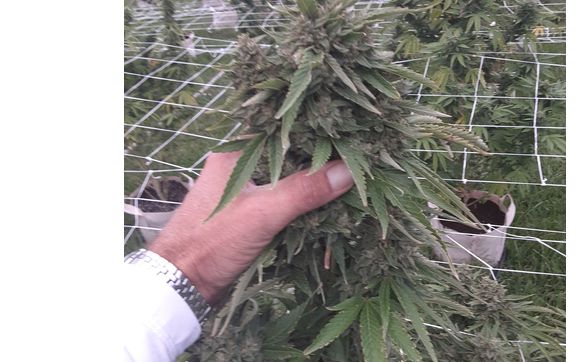 Cannabis grower inside and out  by Hartman Organic Grow  Llc