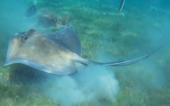 Scuba Dive Live aboard by Turquoise Turtle Charters