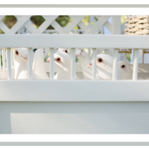 Gift Certificates by Southern California White Dove