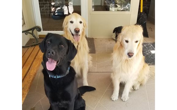 Helping integrate a new fur baby into your home. by 4 The Animal