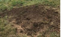 Lawn Patching by Green Deal Appeal