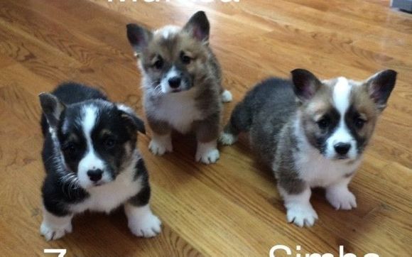 Pembroke Welsh Corgi Puppies By Bingo S Kennel In Vernal Ut Alignable