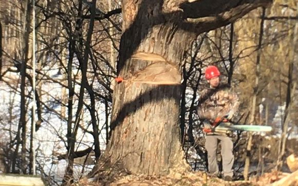 Tree Trimming/Tree Removal/Stump Grinding by Hand-Shake Tree Service