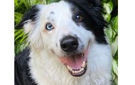 MaidPro loves pets!!  by MaidPro