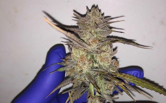 Flower by Hartman Organic Grow  Llc