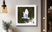 Great White Heron in flight by Terry Callaghan
