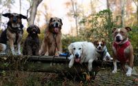 Pet care to suit your schedule, pup scout adventures or local outings. by Bowser Limo Pet Sitting Service