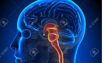 Neuro based functional therapist  by 3D Wellness