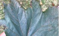 Fall Cleanup by Green Deal Appeal