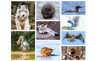 Wildlife and Nature Prints and Canvases by JHC Photography