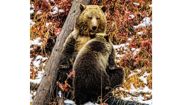 Wildlife and Nature Photography tours and workshops by RADykstra Photography