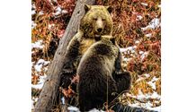 Wildlife and Nature Photography tours and workshops by RADykstra Photography