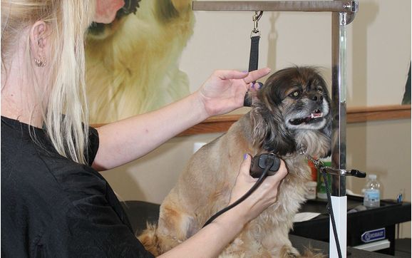 Full service Grooming by Pet Supplies Plus LH Mercantile llc in