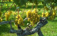 Private Vineyard Tours by Westport Rivers Vineyard & Winery