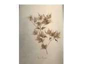 Original paintings of flora by Carol Misner Studio