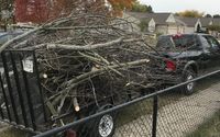 Tree Removal by Green Deal Appeal