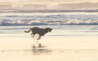 Pet-Friendly Rooms by Best Western Long Beach Inn