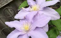 Plant Selection by Catalpa Gardening