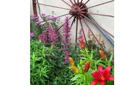 Pollinator and Native Gardens by Catalpa Gardening