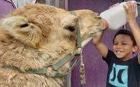 ANIMAL ENCOUNTERS! Exotic & Domestic Interactive Experiences! Call to schedule your adventure! 276-358-2378 by Infinity Acres Ranch