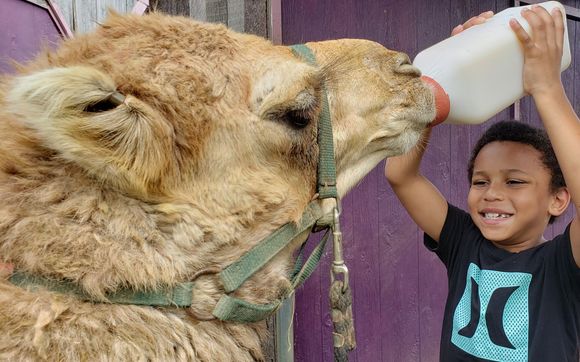 ANIMAL ENCOUNTERS! Exotic & Domestic Interactive Experiences! Call to schedule your adventure! 276-358-2378 by Infinity Acres Ranch